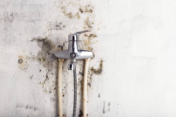 Best Toxic Mold Removal  in Neillsville, WI