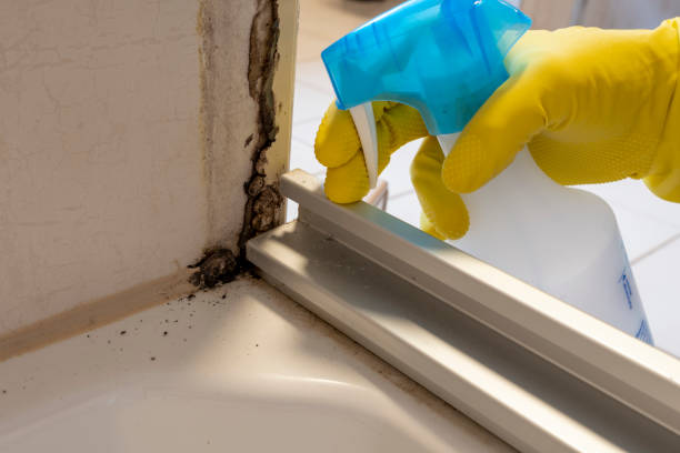 Attic Mold Removal in Neillsville, WI
