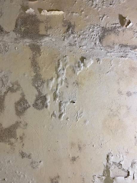 Best Professional Mold Removal  in Neillsville, WI