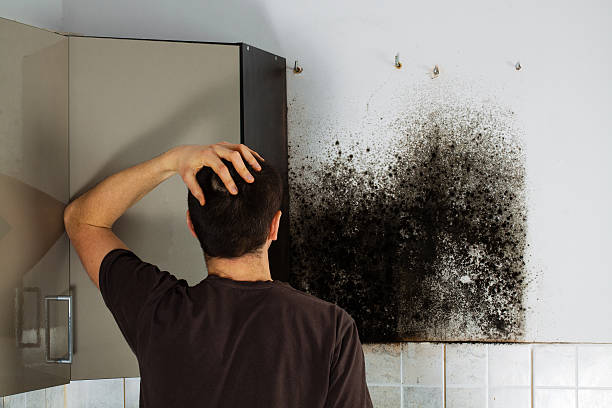 Best Mold Cleaning Services  in Neillsville, WI