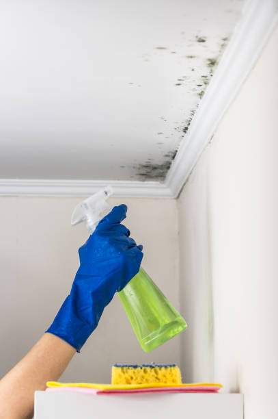 Best Home Mold Removal  in Neillsville, WI