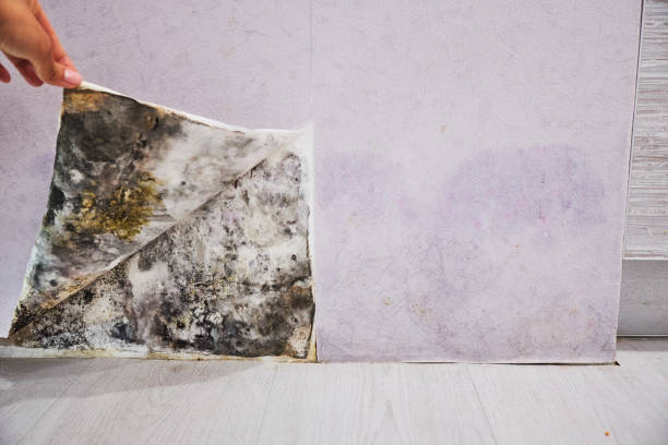 Best Mold Testing  in Neillsville, WI